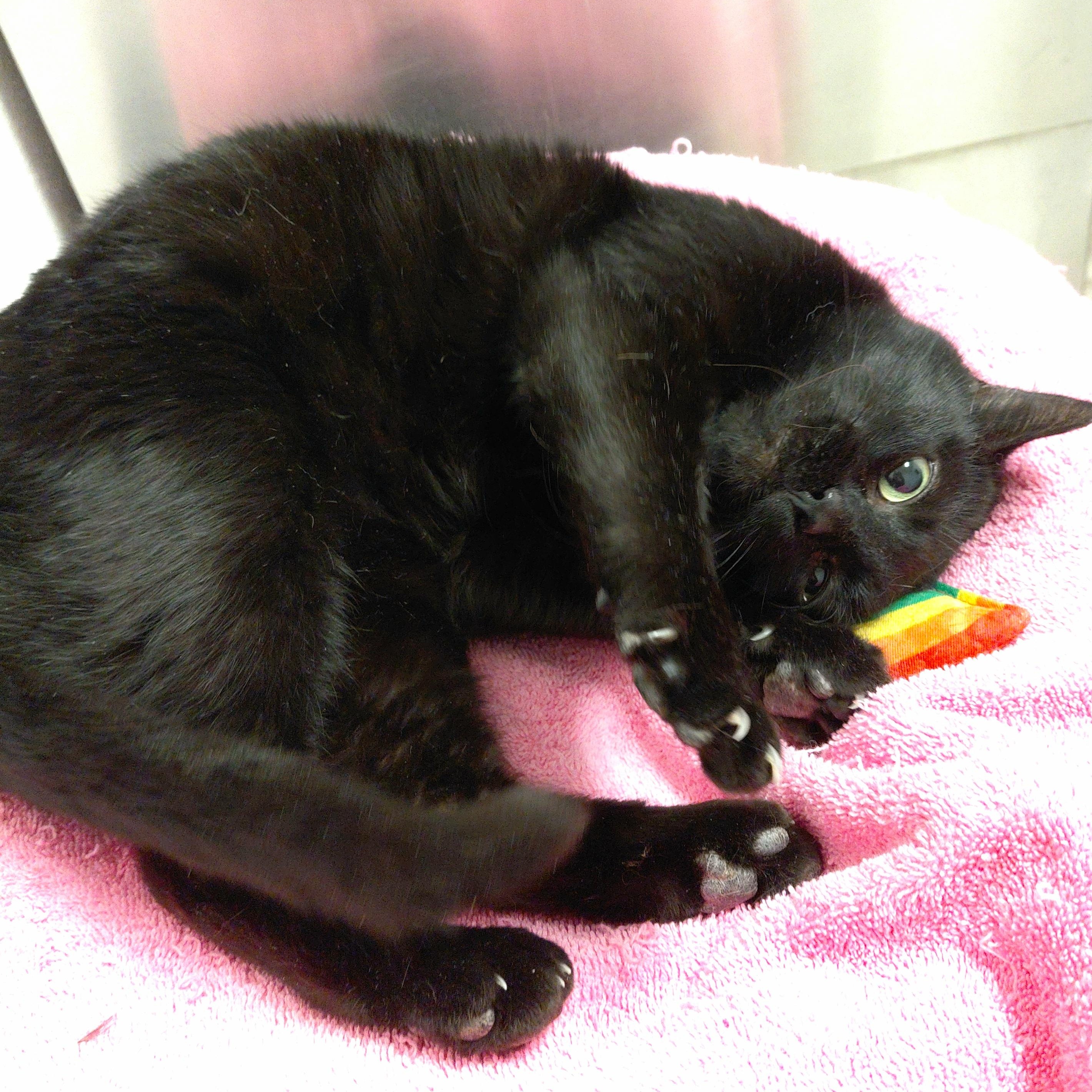 Enlarge Merry, a ADOPTABLE Domestic Short Hair in Stanley, VA image 3/5