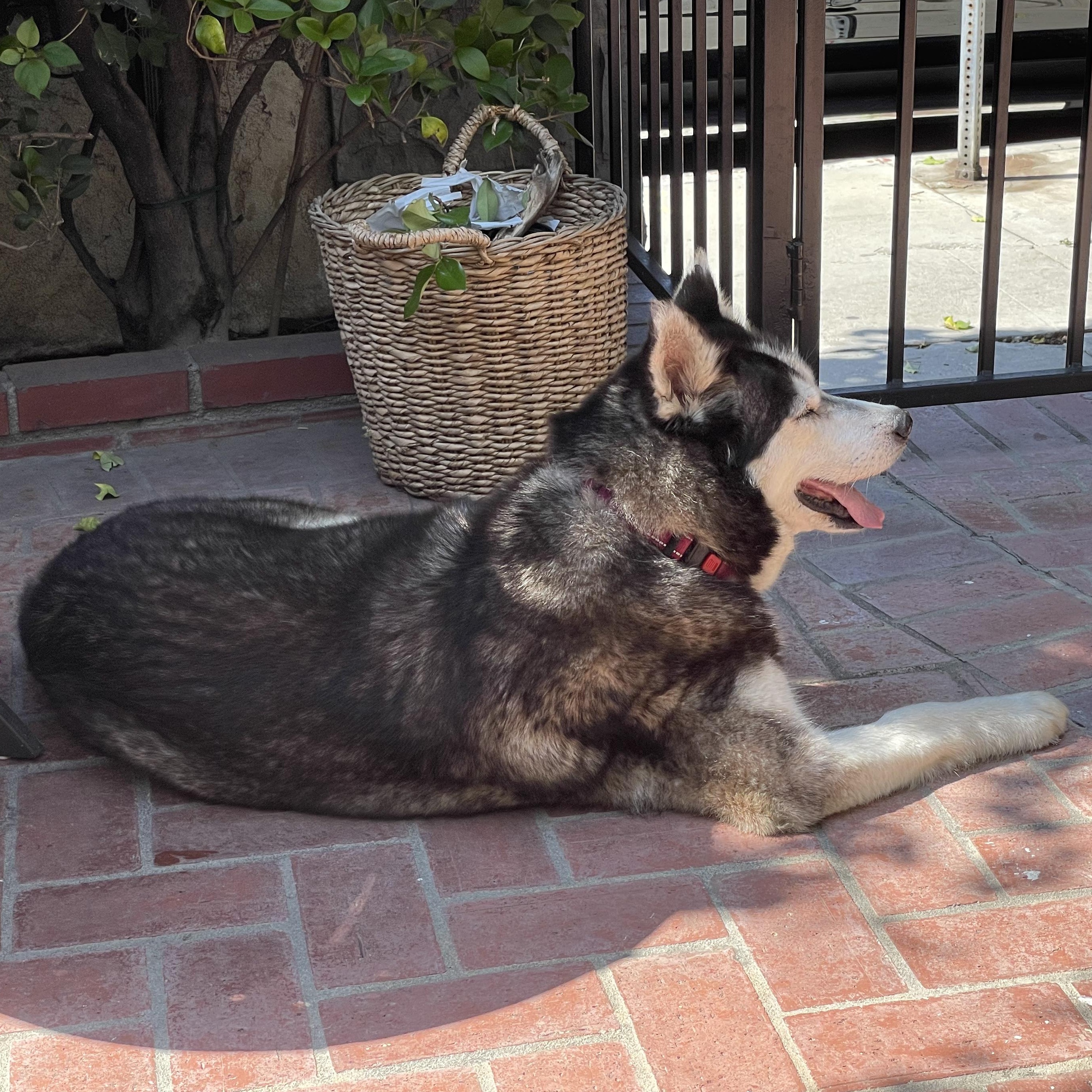 Enlarge Vee, a Adoptable mixed breed in Burbank, CA image 6/6