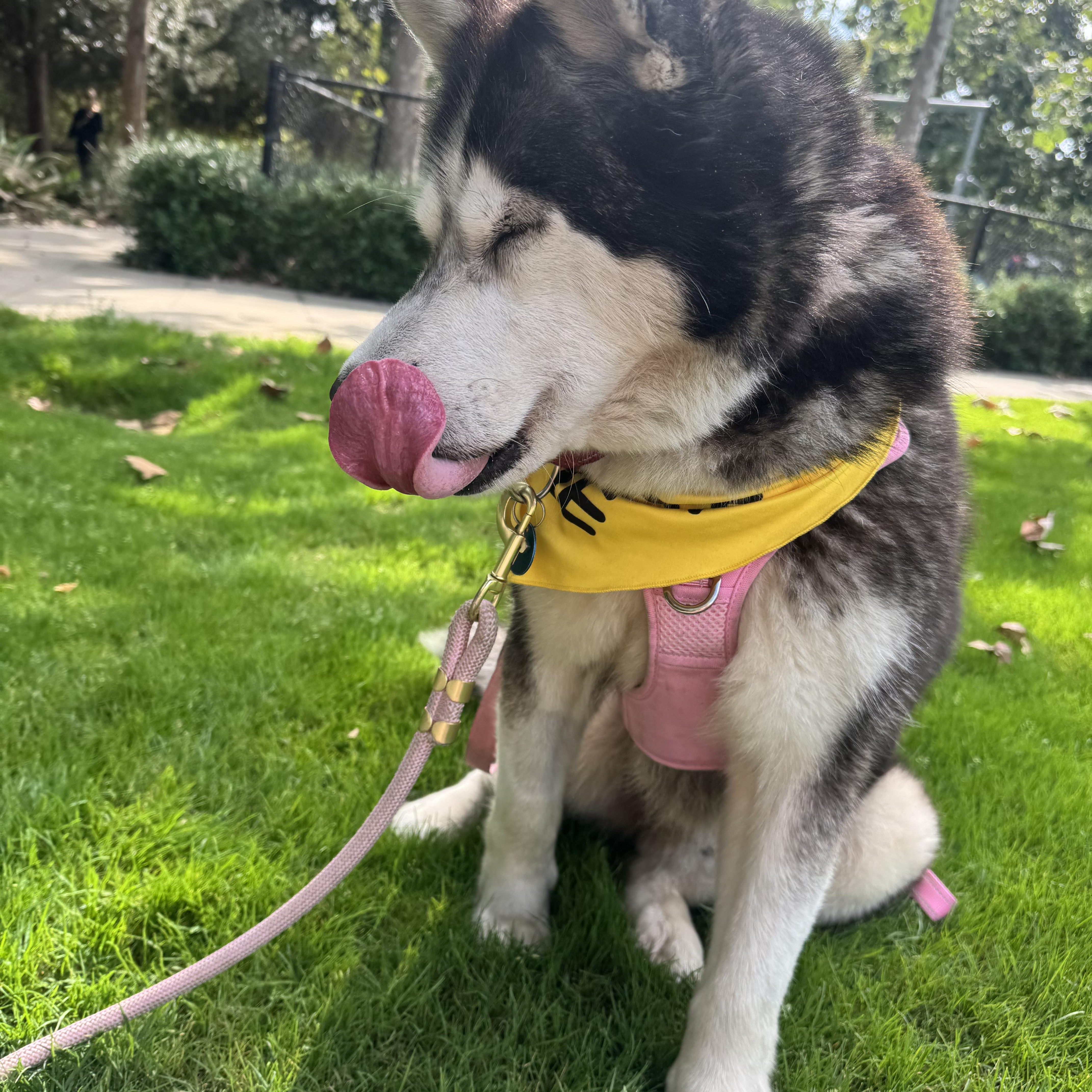 Vee, Adoptable, Adult Female Husky.