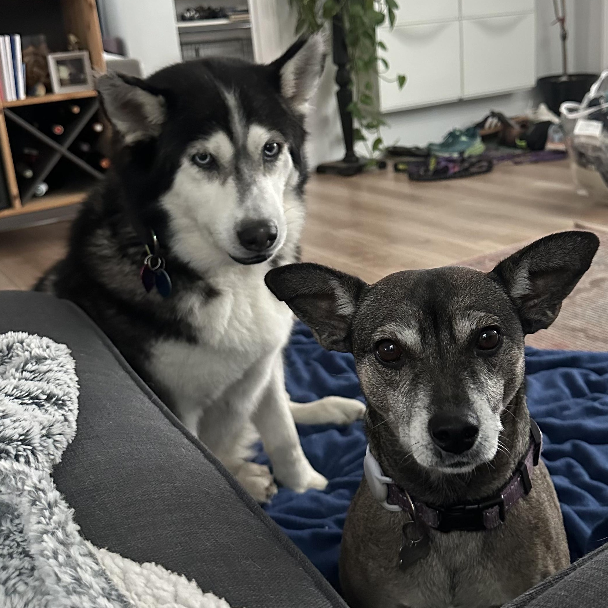 Enlarge Vee, a Adoptable mixed breed in Burbank, CA image 4/6