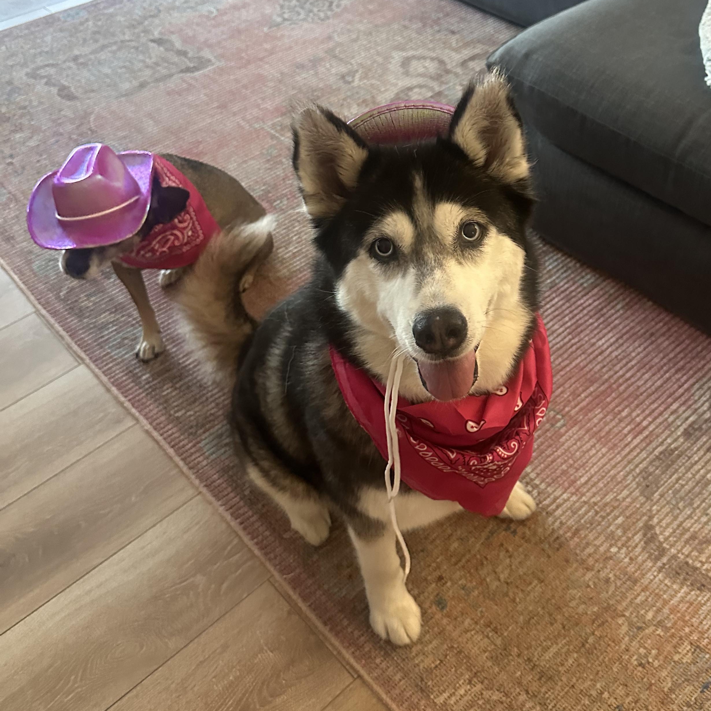 Vee, Adoptable, Adult Female Husky.