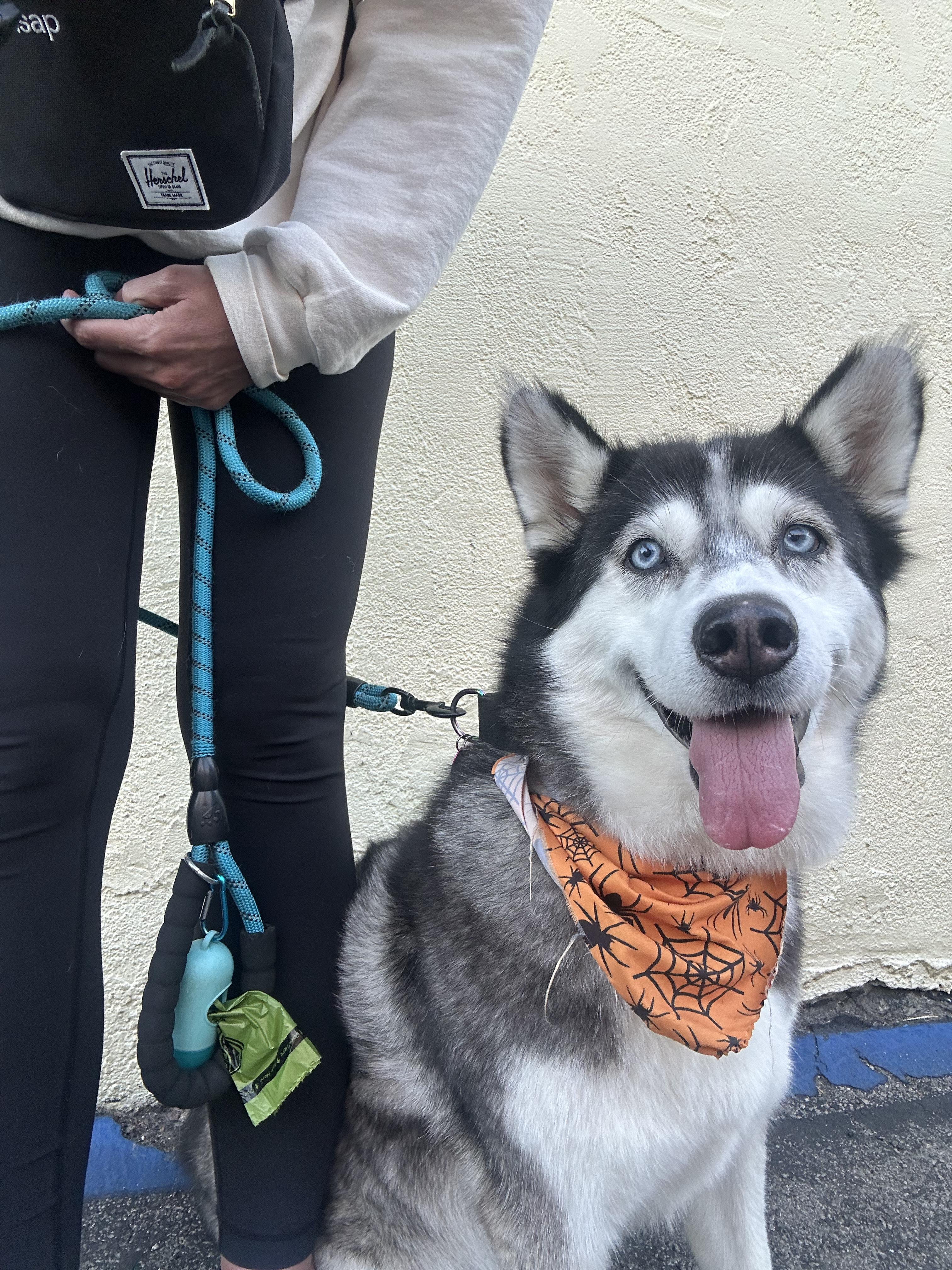 Enlarge Vee, a Adoptable mixed breed in Burbank, CA image 2/6