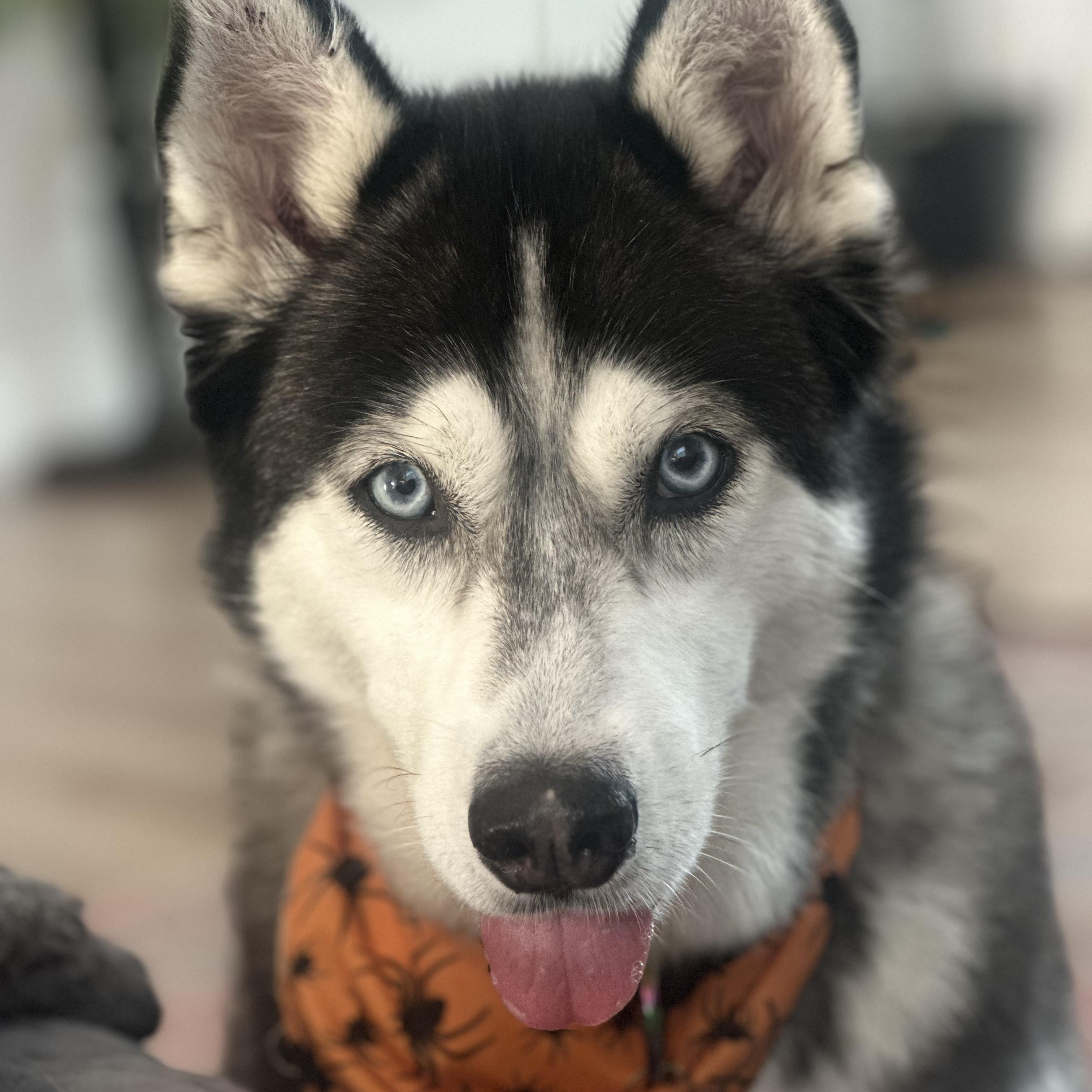 Enlarge Vee, a Adoptable mixed breed in Burbank, CA image 3/6