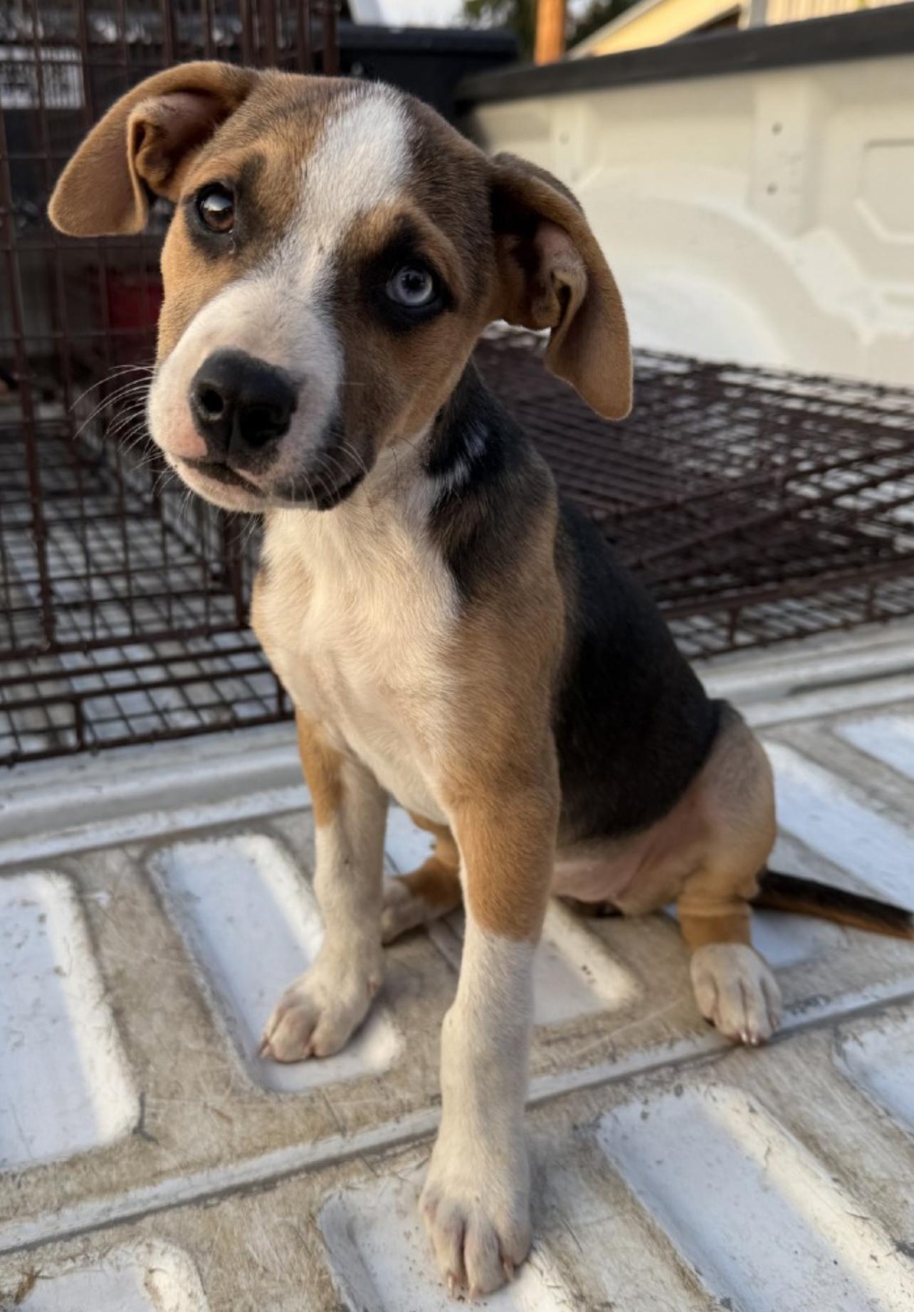 Mariah, Adoptable, Puppy Female Hound.