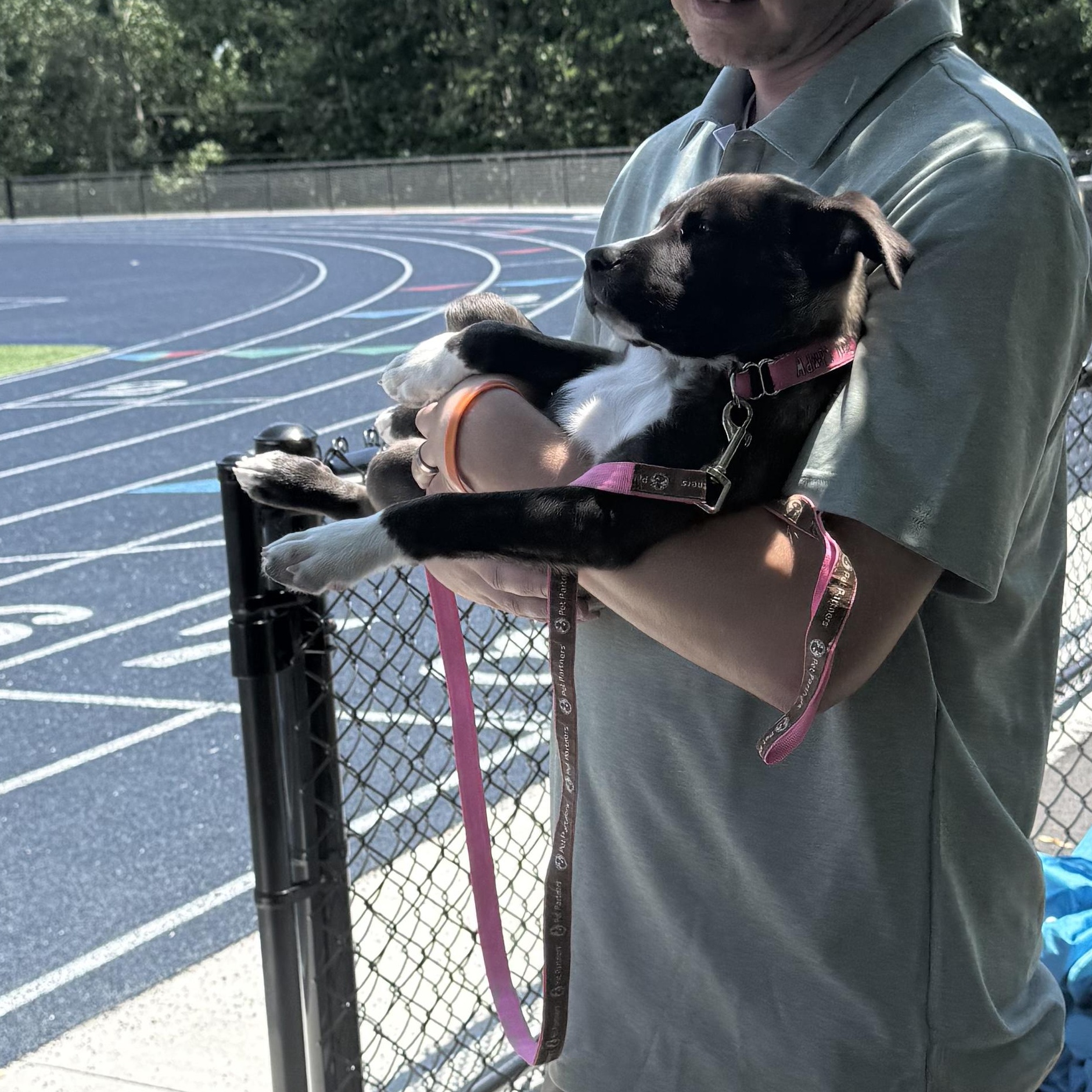 Enlarge Nyx, a Adoptable mixed breed in Portland, ME image 3/4