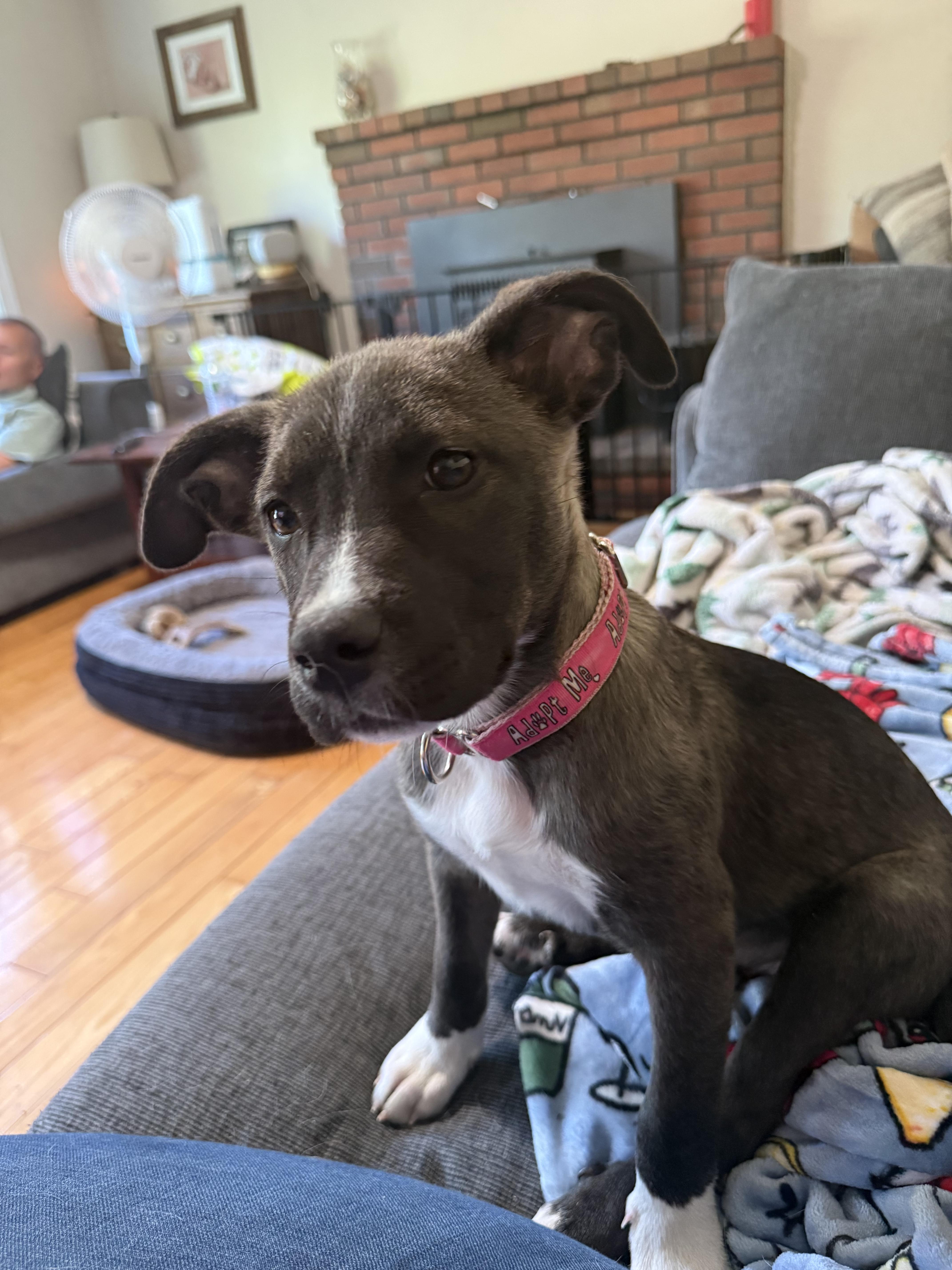 Nyx, Adoptable, Puppy Female Labrador Retriever.