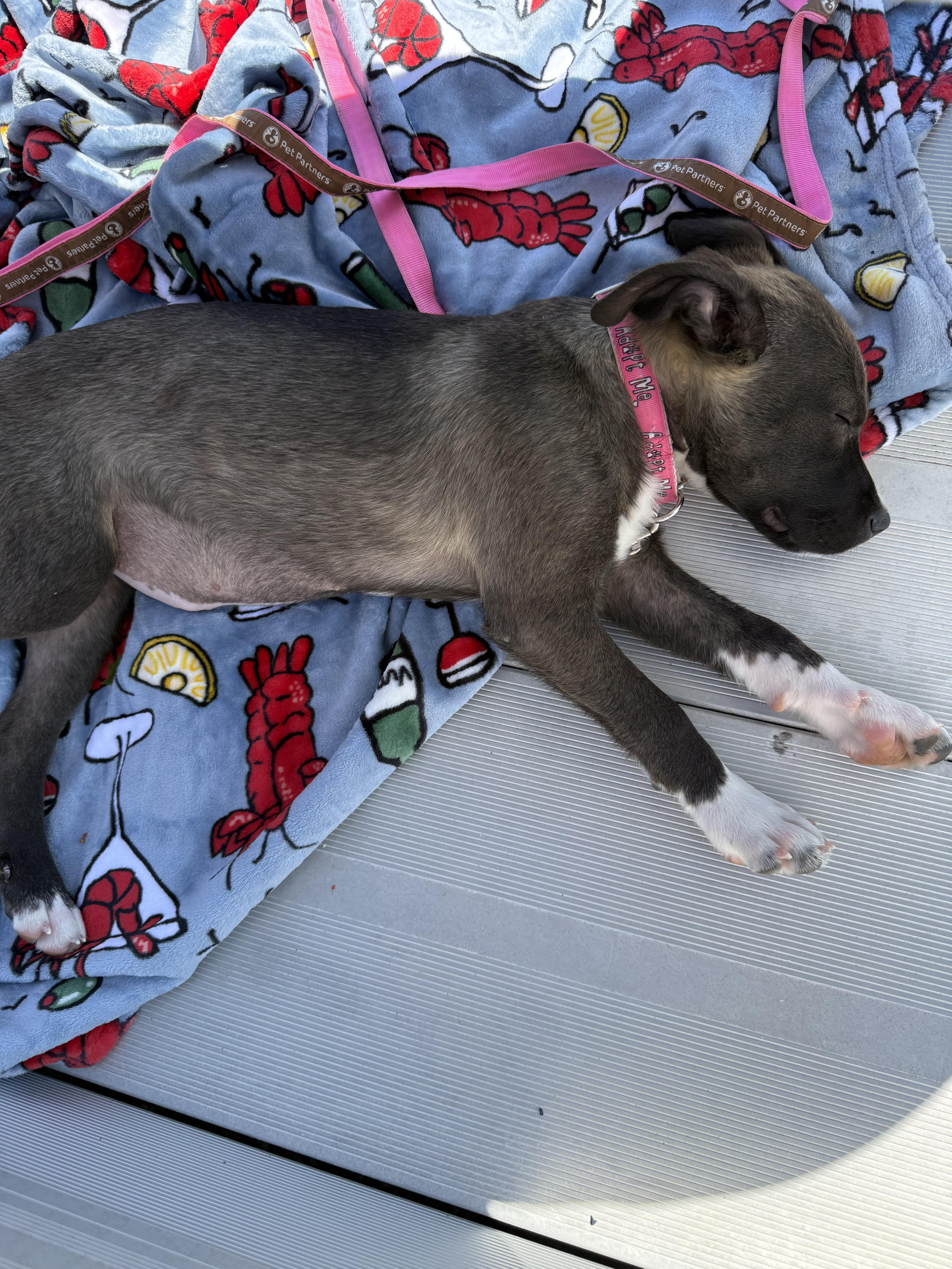 Enlarge Nyx, a Adoptable mixed breed in Portland, ME image 2/4