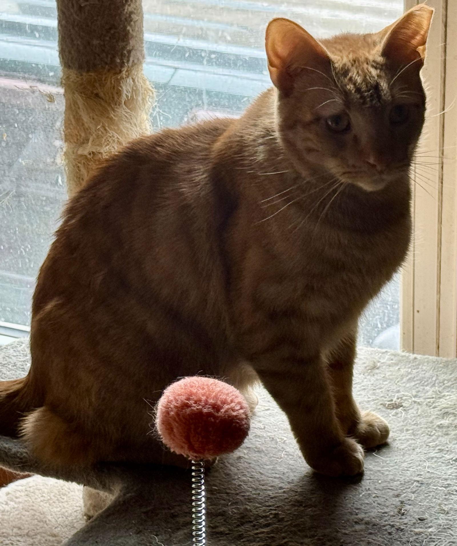 Enlarge Jay, a Adoptable Domestic Short Hair in Maywood, IL image 2/2