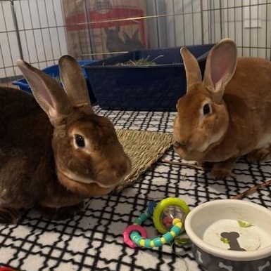 Enlarge Sonic & Gus, a Adopted Rex in Edina, MN image 1/5