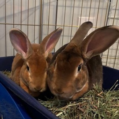 Enlarge Sonic & Gus, a Adopted Rex in Edina, MN image 2/5