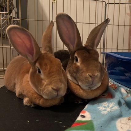 Enlarge Sonic & Gus, a Adopted Rex in Edina, MN image 3/5