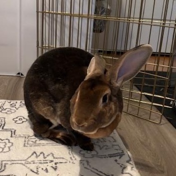 Enlarge Sonic & Gus, a Adopted Rex in Edina, MN image 4/5