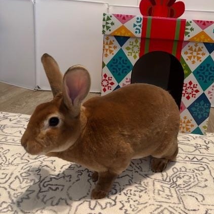 Enlarge Sonic & Gus, a Adopted Rex in Edina, MN image 5/5