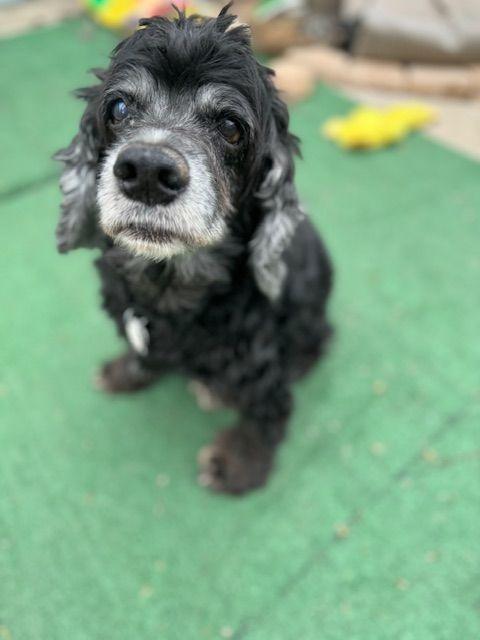 Enlarge Leif, a Adoptable Cocker Spaniel in Austin, TX image 1/4