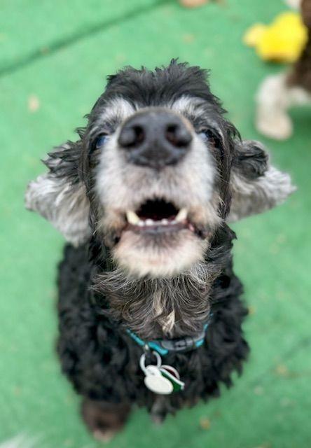 Enlarge Leif, a Adoptable Cocker Spaniel in Austin, TX image 2/4