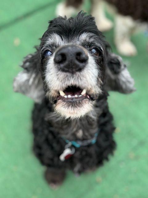 Enlarge Leif, a Adoptable Cocker Spaniel in Austin, TX image 4/4