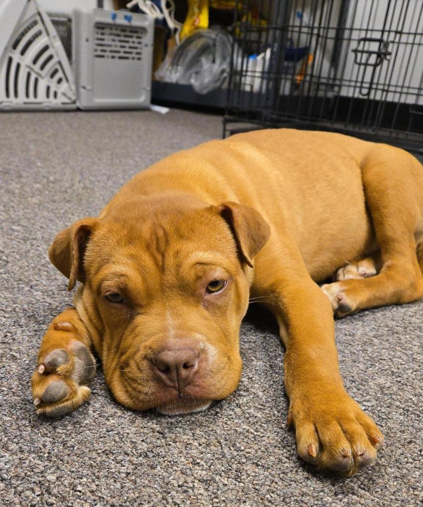 Nala, a Adopted mixed breed in Red Oak, TX image 1/2