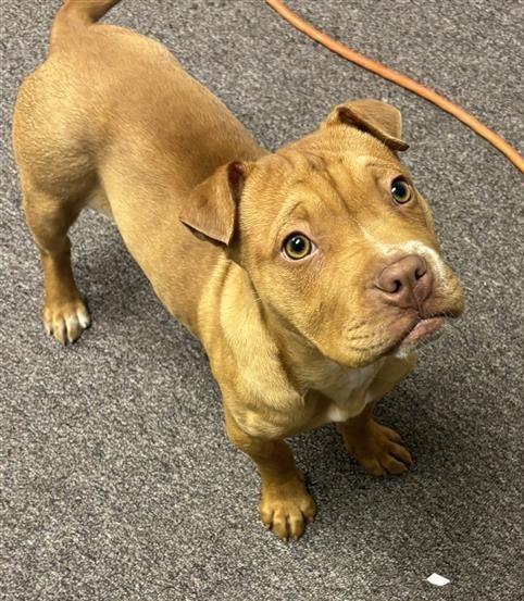 Nala, a Adopted mixed breed in Red Oak, TX image 2/2