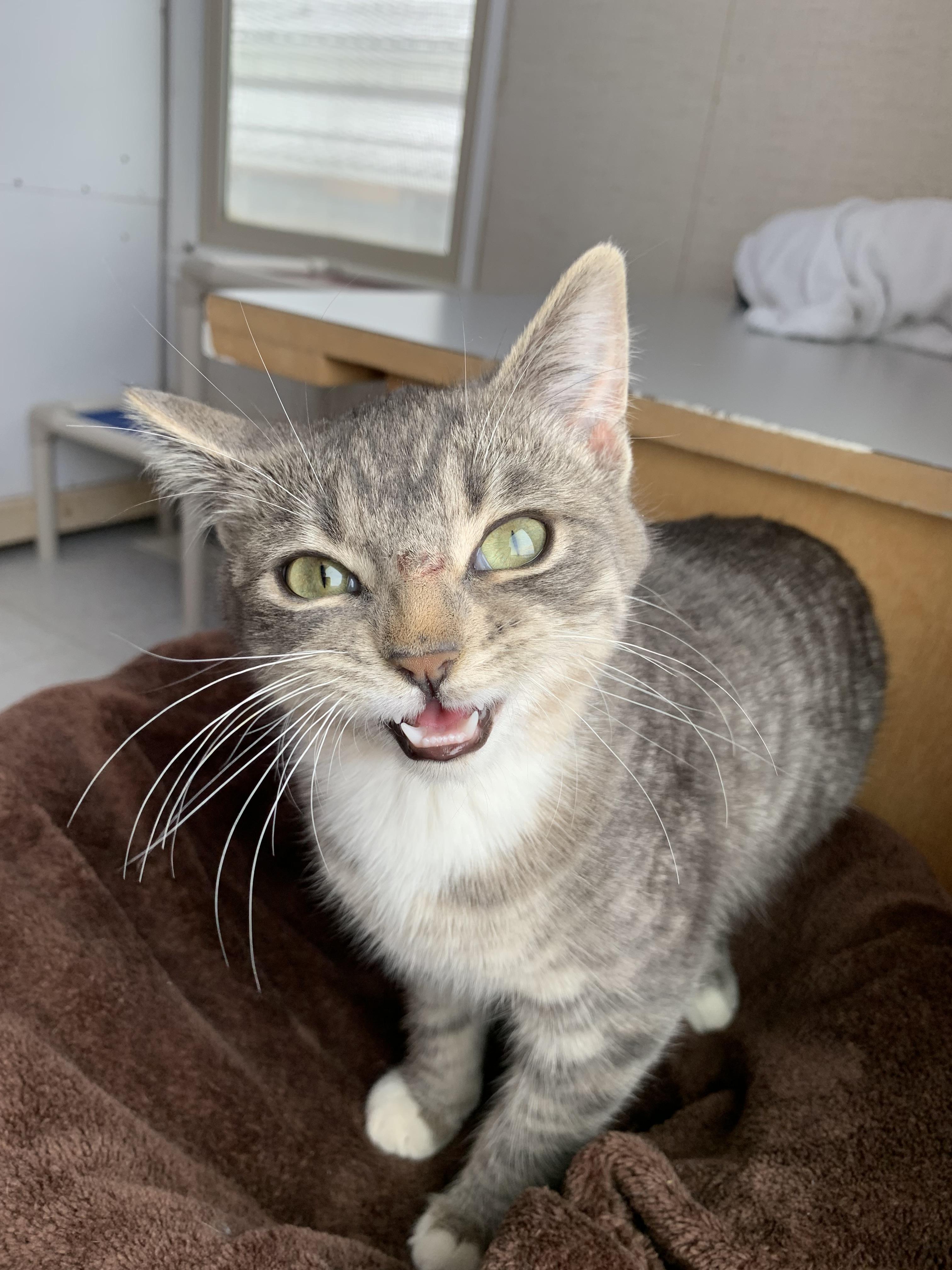 Cookie, ADOPTABLE, Young Female Domestic Short Hair.