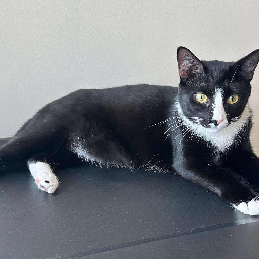 Enlarge Oreo, a Adoptable Domestic Short Hair in Nashville, GA image 1/1