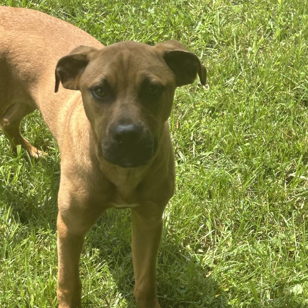 Dallas, Adoptable, Young Male Rottweiler & Boxer.