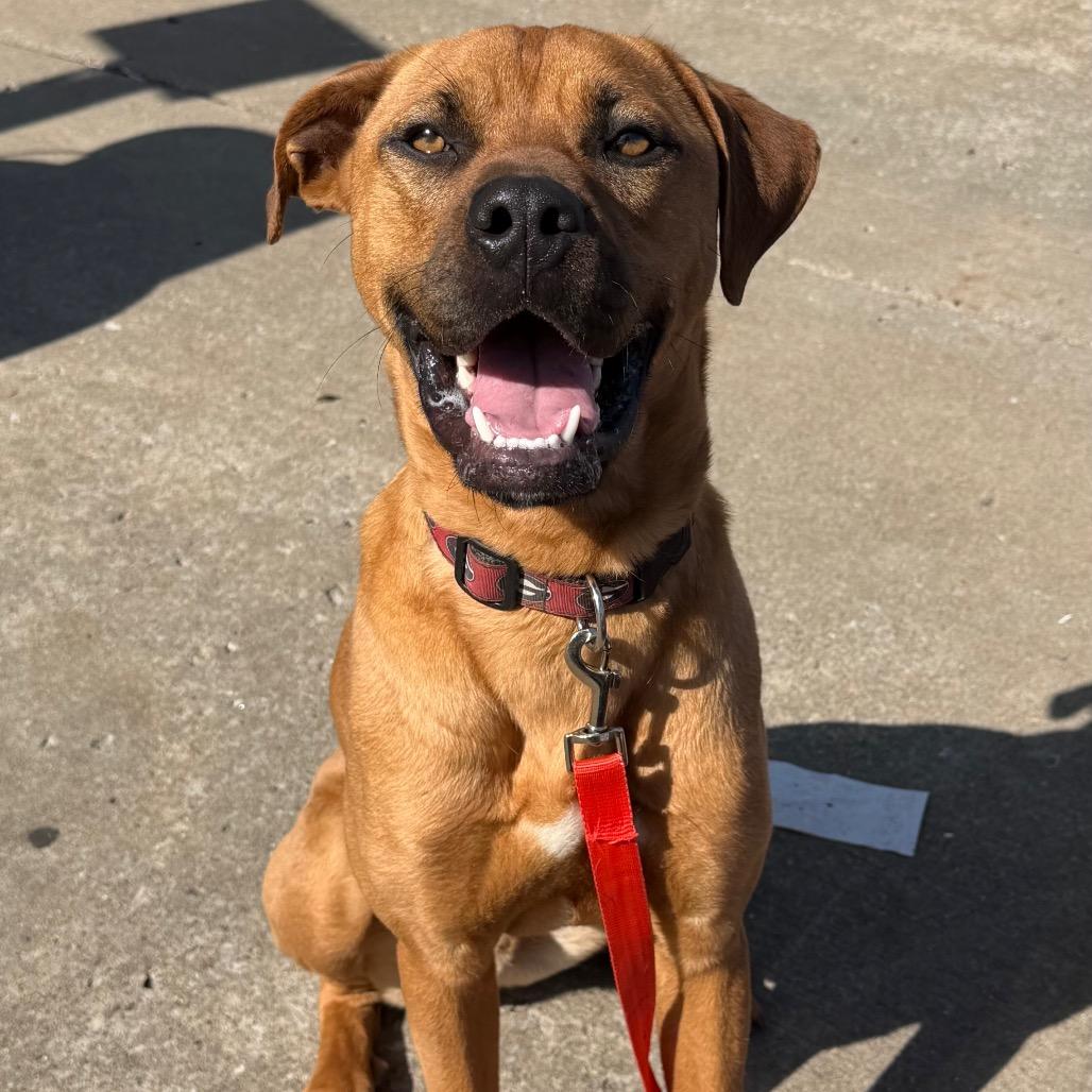 Enlarge Dallas, a Adoptable mixed breed in Duck River, TN image 1/4