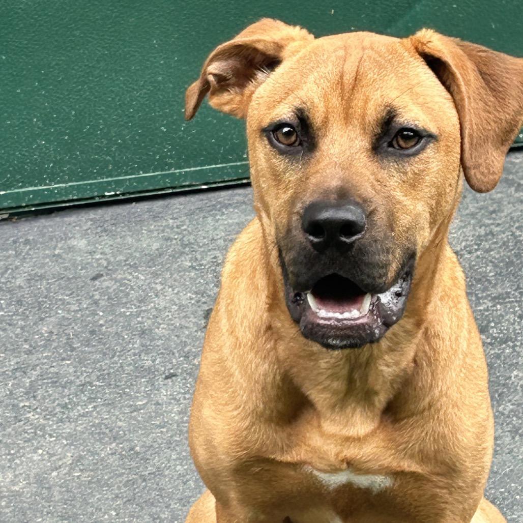 Dallas, a Adoptable mixed breed in Duck River, TN image 2/6