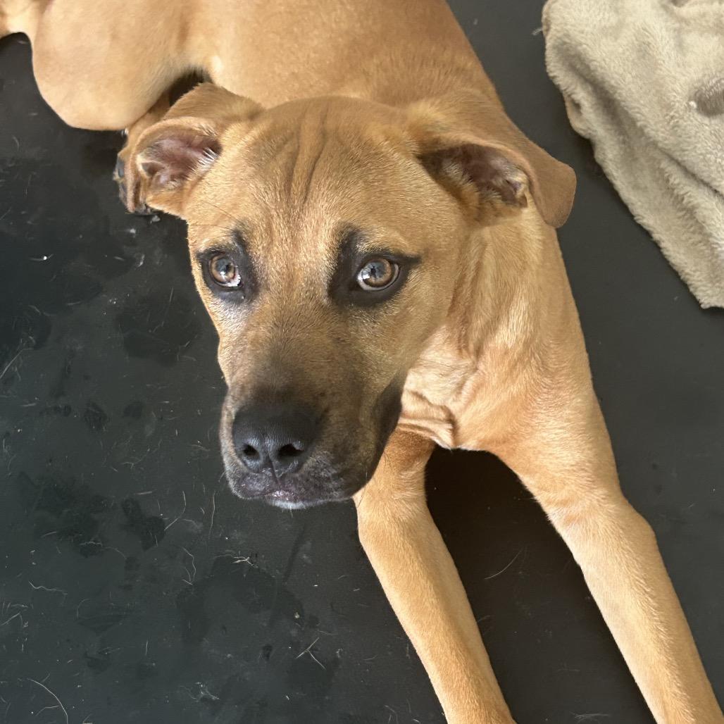 Dallas, a Adoptable mixed breed in Duck River, TN image 3/6