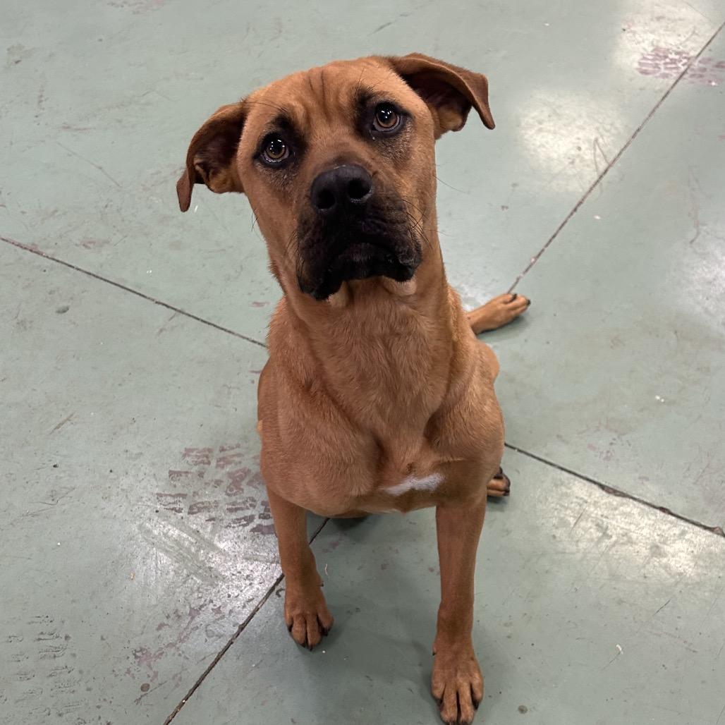 Enlarge Dallas, a Adoptable mixed breed in Duck River, TN image 1/2