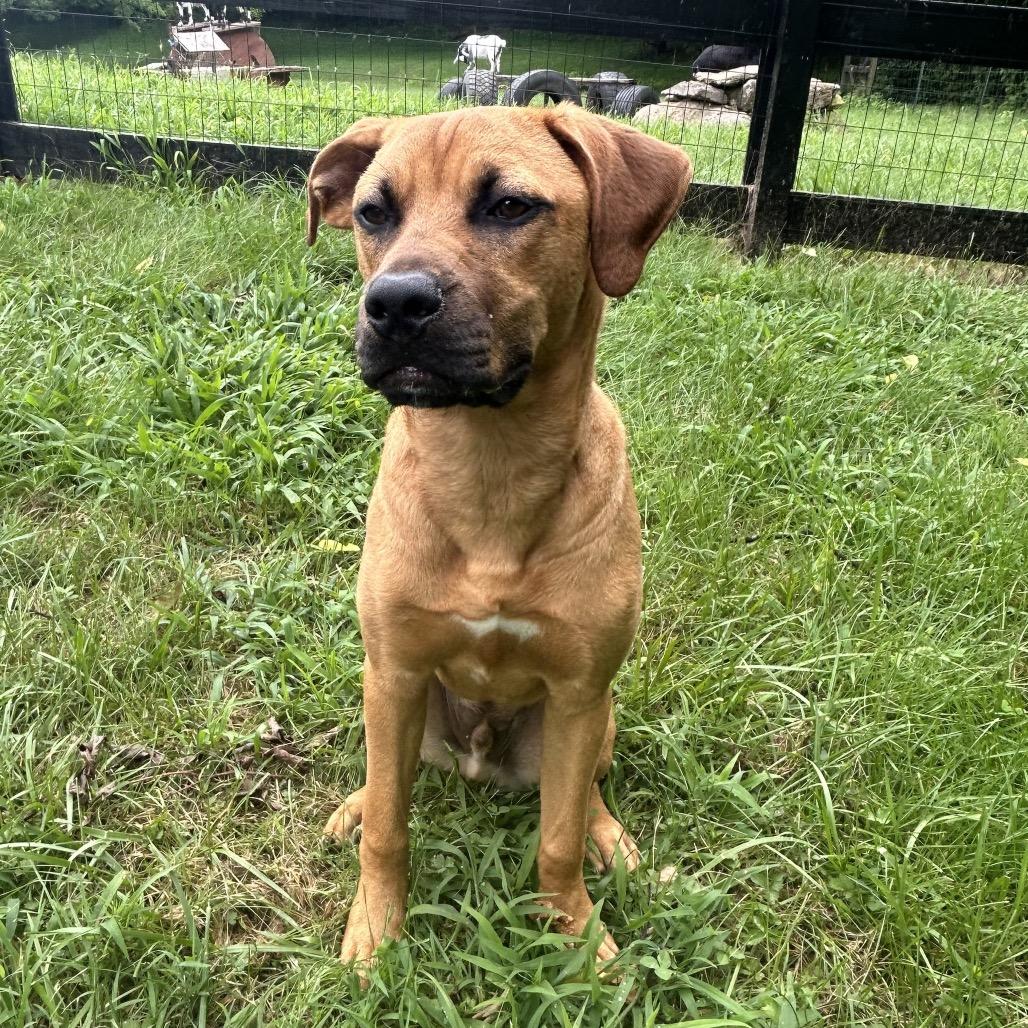 Dallas, a Adoptable mixed breed in Duck River, TN image 4/6