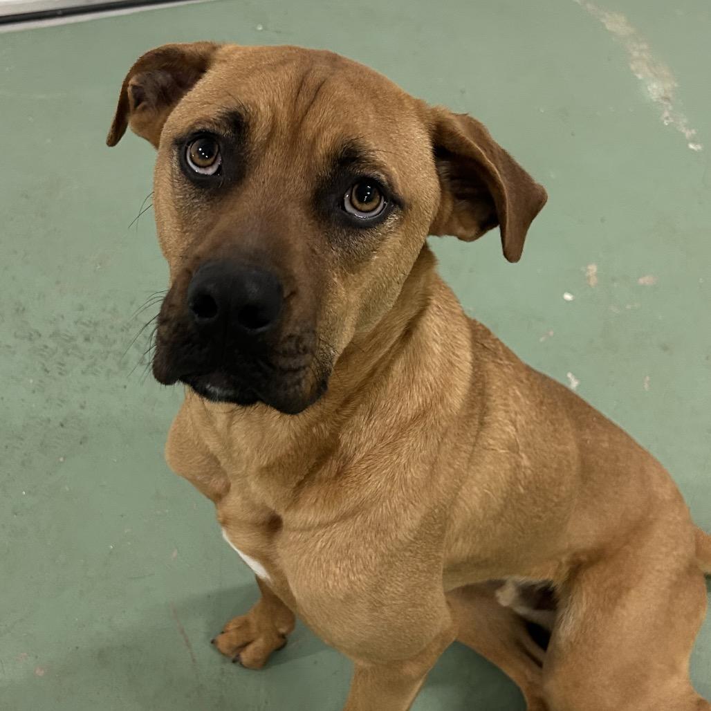 Enlarge Dallas, a Adoptable mixed breed in Duck River, TN image 2/2