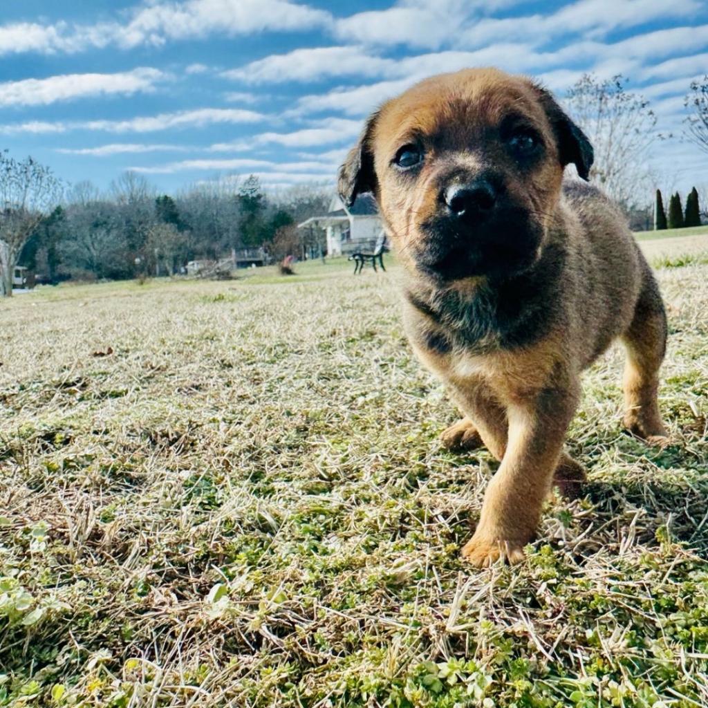 Dallas, a Adoptable mixed breed in Duck River, TN image 5/6