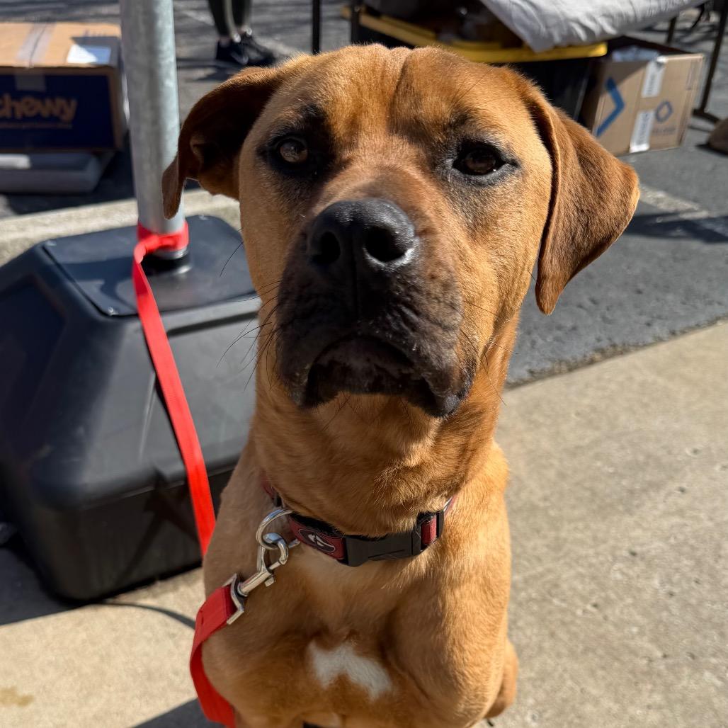 Enlarge Dallas, a Adoptable mixed breed in Duck River, TN image 4/4