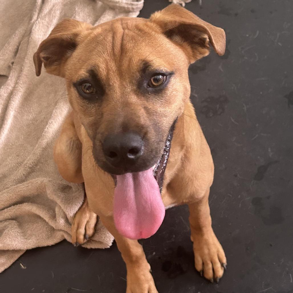 Dallas, a Adoptable mixed breed in Duck River, TN image 6/6