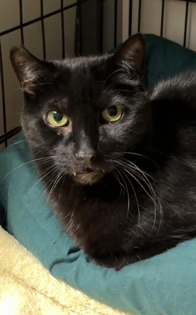 Enlarge 124-Dazzle, a Adoptable mixed breed in Windsor, CT image 2/2