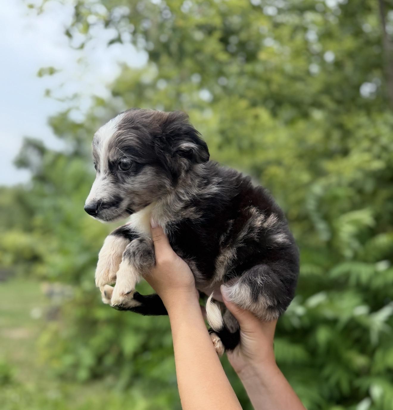 Walker, adopted, Puppy Male Australian Shepherd.