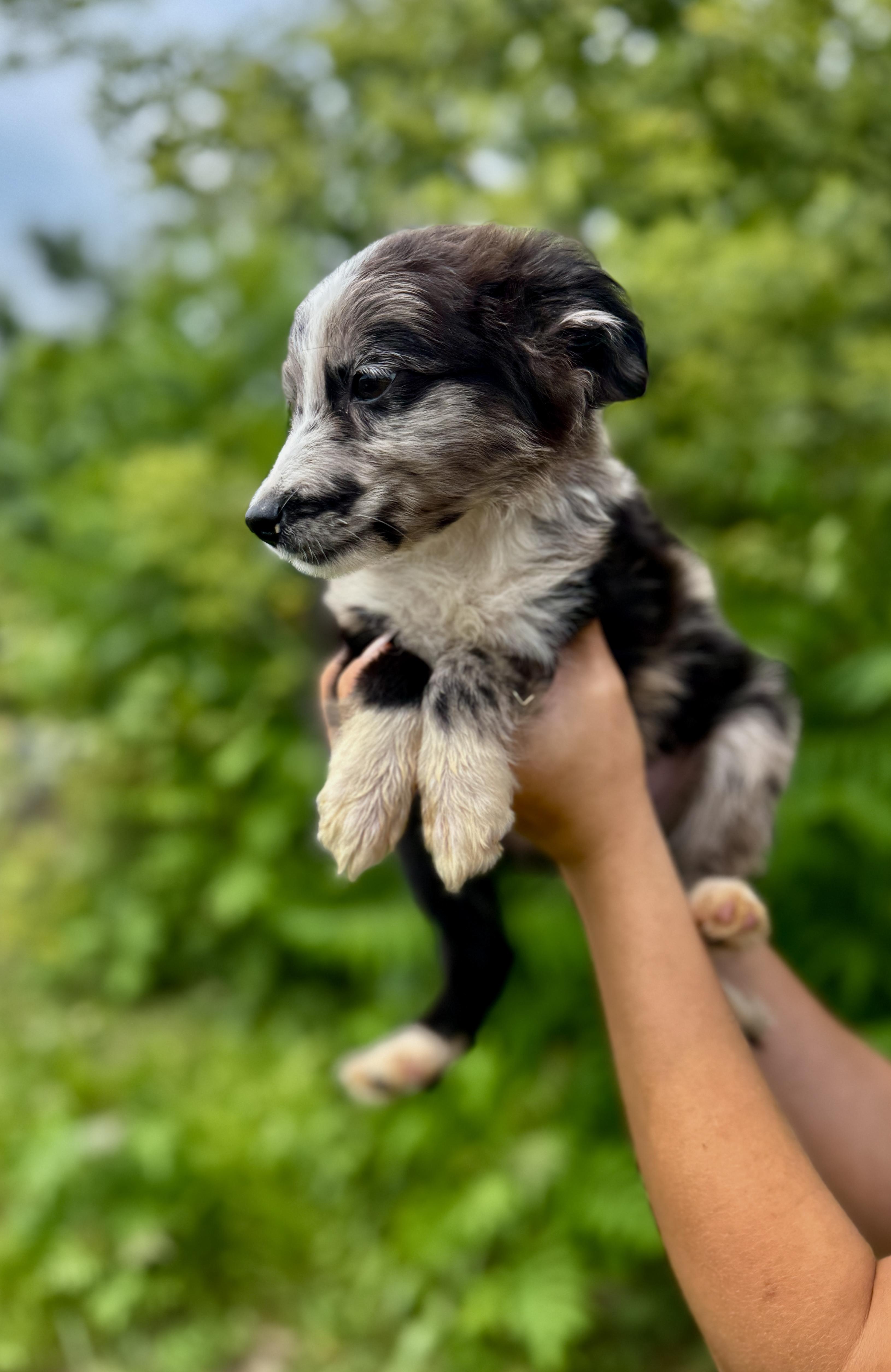 Walker, an adopted Australian Shepherd in Hales corners, WI image 4/5