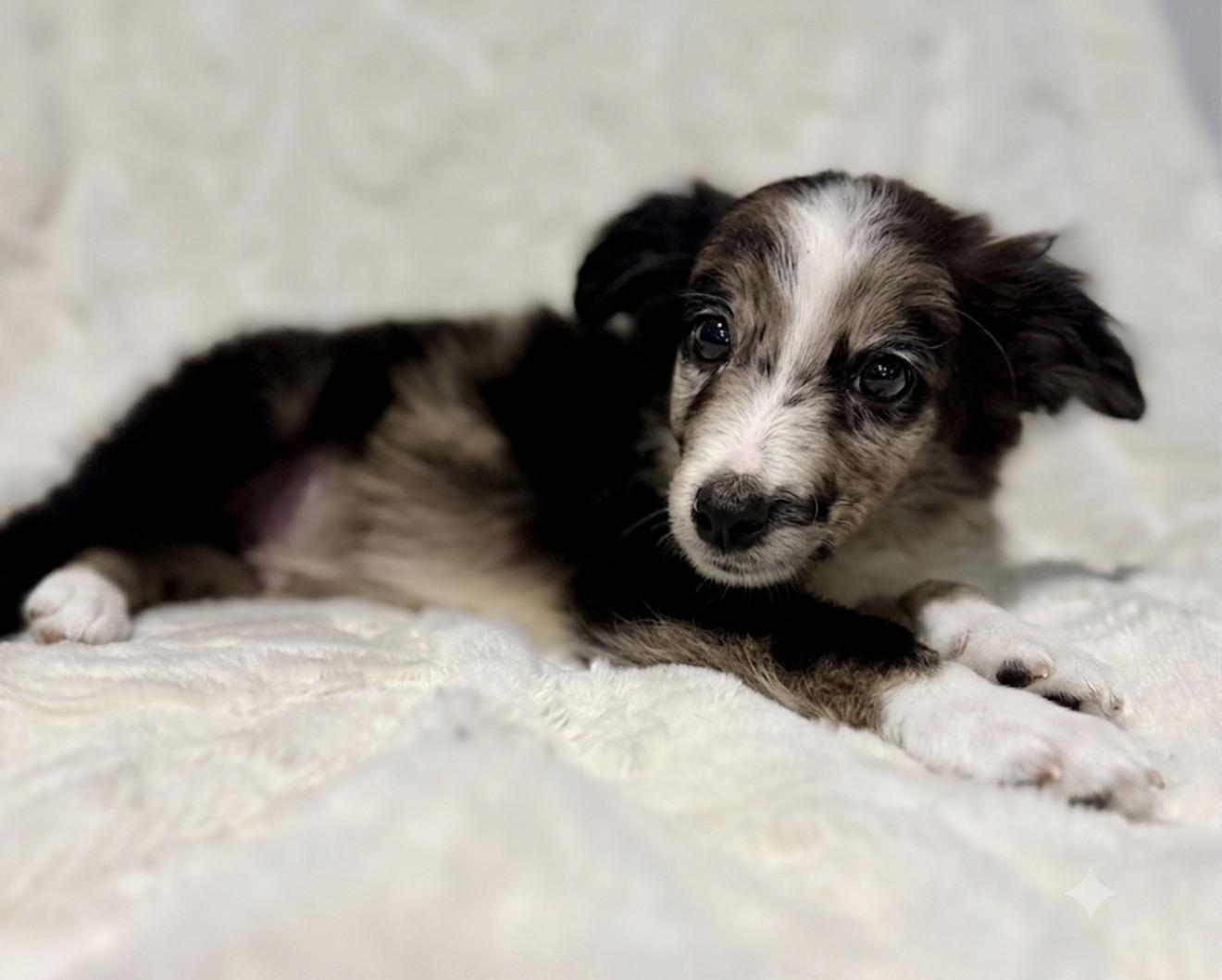 Walker, an adopted Australian Shepherd in Hales corners, WI image 5/5