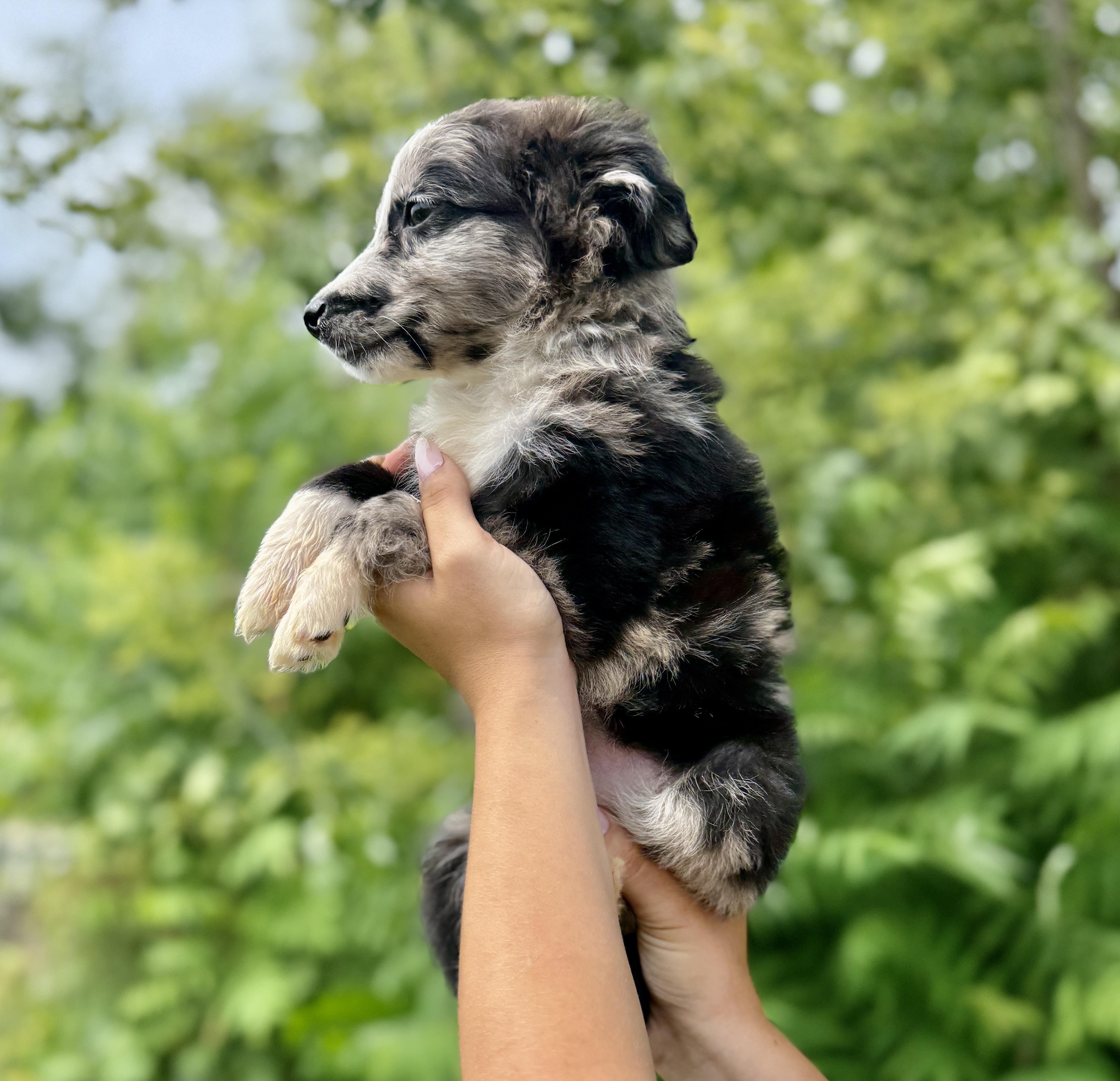 Walker, an adopted Australian Shepherd in Hales corners, WI image 3/5