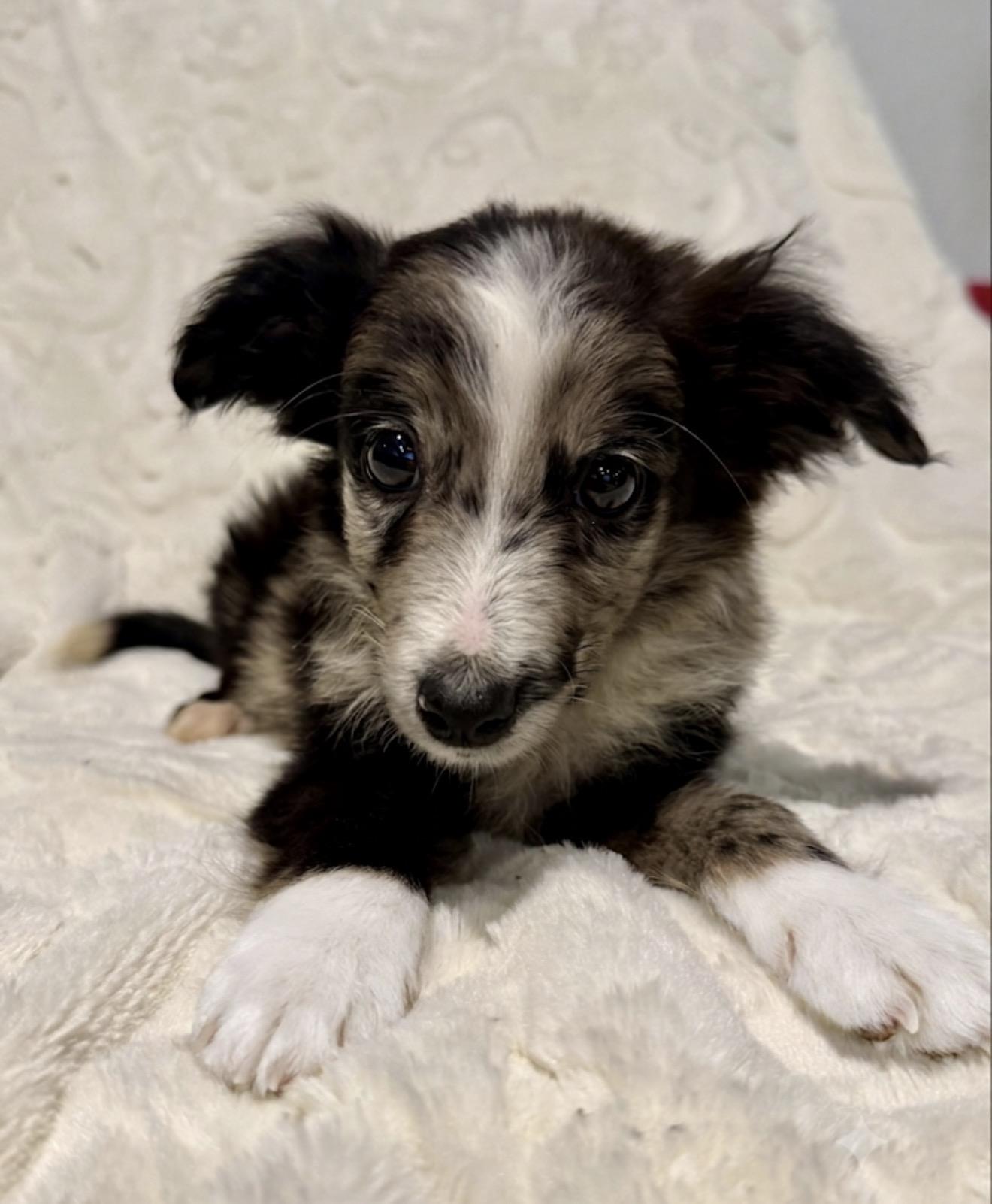 Walker, an adopted Australian Shepherd in Hales corners, WI image 2/5