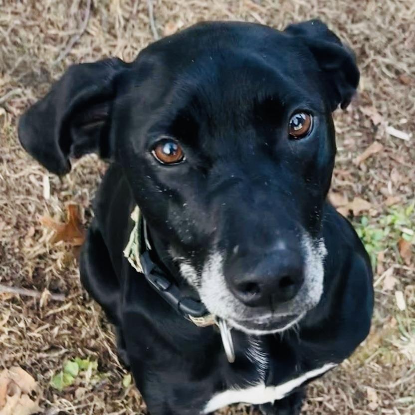 Enlarge Selena, a Adoptable Black Labrador Retriever in Rogersville, MO image 1/4
