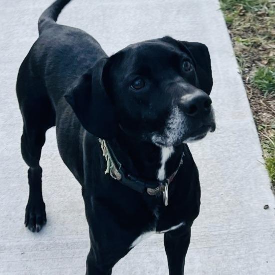 Enlarge Selena, a Adoptable Black Labrador Retriever in Rogersville, MO image 2/4