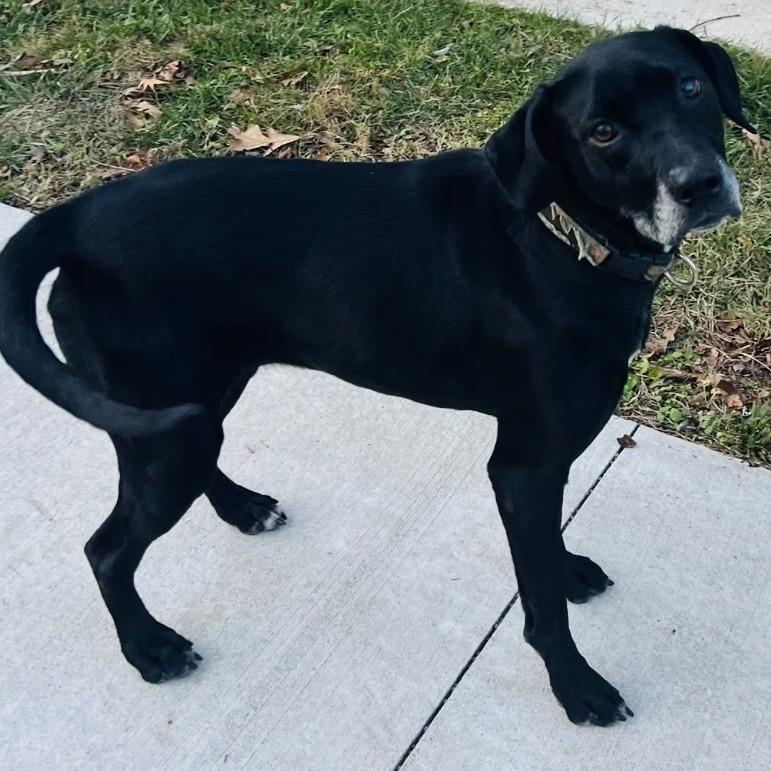 Enlarge Selena, a Adoptable Black Labrador Retriever in Rogersville, MO image 3/4
