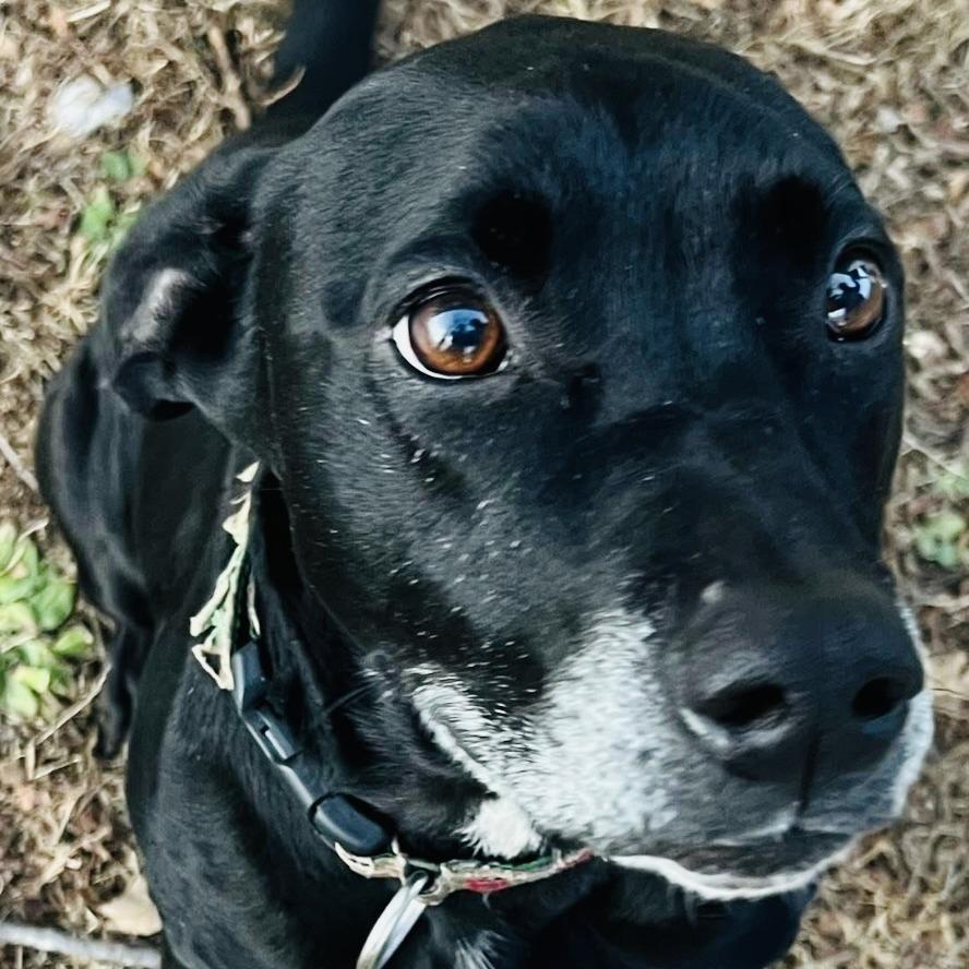 Enlarge Selena, a Adoptable Black Labrador Retriever in Rogersville, MO image 4/4