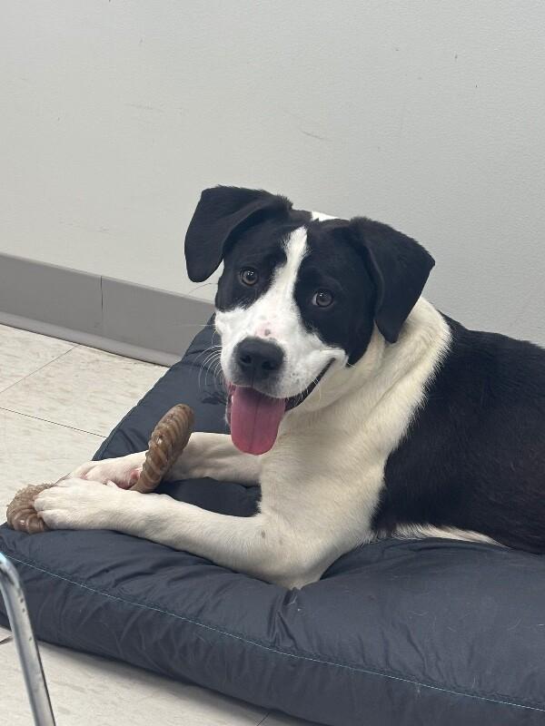 Enlarge Rapunzel, a Adoptable mixed breed in Disputanta, VA image 1/4