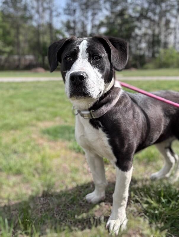 Enlarge Rapunzel, a Adoptable mixed breed in Disputanta, VA image 2/4