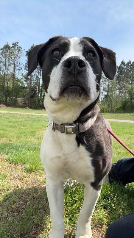 Enlarge Rapunzel, a Adoptable mixed breed in Disputanta, VA image 3/4