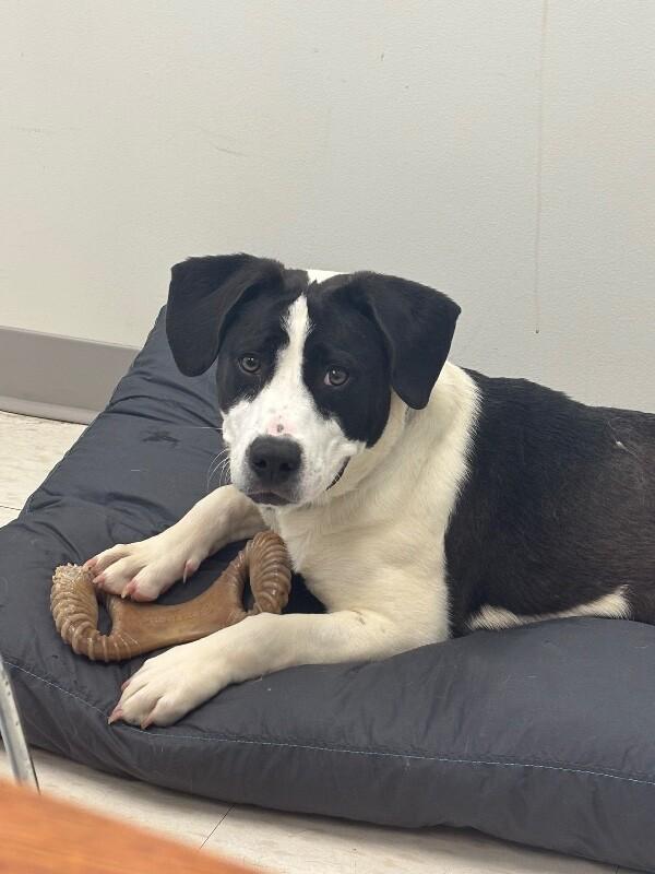Enlarge Rapunzel, a Adoptable mixed breed in Disputanta, VA image 4/4