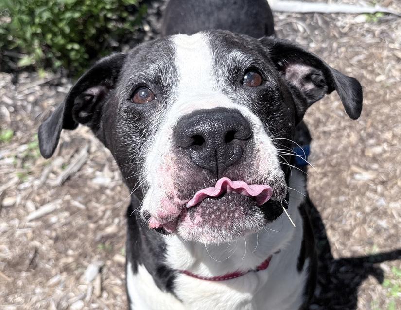 Cuthbert, ADOPTABLE, Adult Male Mastiff & Labrador Retriever.