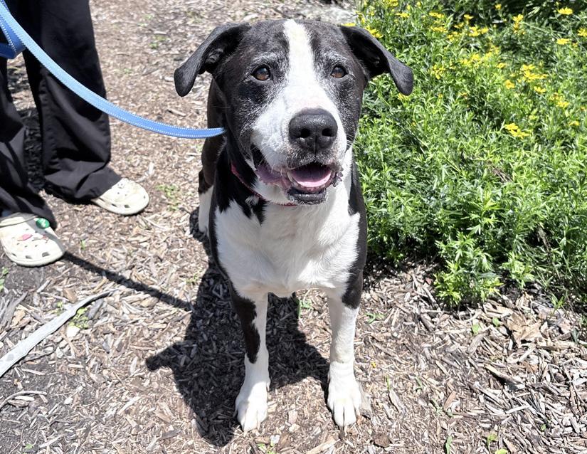 Enlarge Cuthbert, a ADOPTABLE mixed breed in Columbus, IN image 3/3